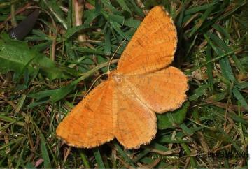 Orange Moth (Male) Copyright: Ben Sale