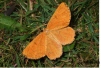 Orange Moth (Male) 