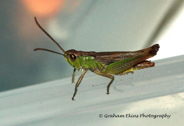 Chorthippus parallelus  (Meadow Grasshopper) 2 Copyright: Graham Ekins