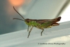 Chorthippus parallelus  (Meadow Grasshopper) 2 