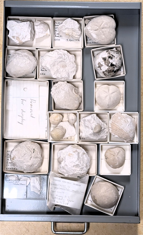 Chalk Fossils Littlebury M11 1978 Drawer 2 Copyright: Essex Field Club M11 1978
