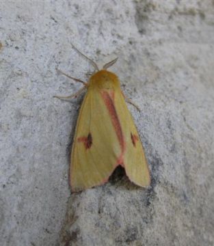 Clouded Buff. Copyright: Stephen Rolls