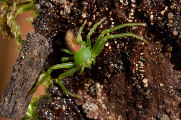 Diaea dorsata Marks Hill Nature Reserve Copyright: Colin Humphrey