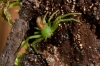 Diaea dorsata Marks Hill Nature Reserve