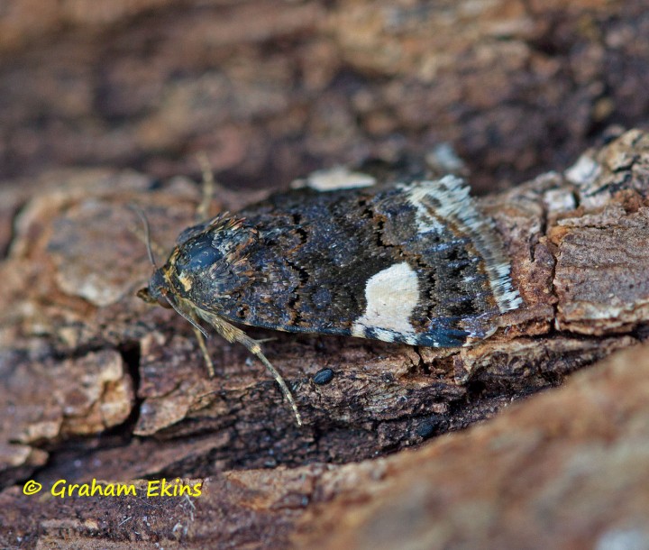 Four-spotted Moth   Tyta luctuosa Copyright: Graham Ekins