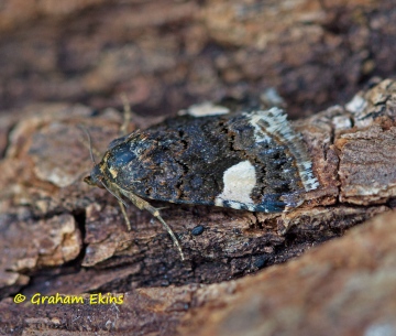 Four-spotted Moth   Tyta luctuosa Copyright: Graham Ekins