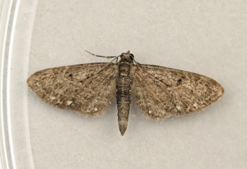 White-spotted Pug  Eupithecia tripunctaria Copyright: Graham Ekins