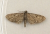 White-spotted Pug  Eupithecia tripunctaria Copyright: Graham Ekins