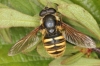 Sericomyia silentis Copyright: Peter Harvey