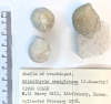 Brachiopod Gibbithyris semiglobosa Littlebury Heavy Hill 1978