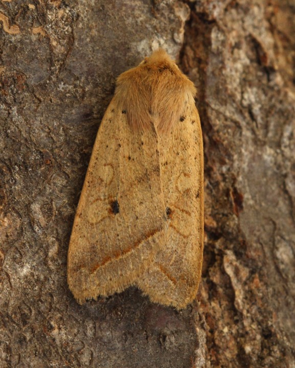 Yellow-line Quaker    Agrochola macilenta Copyright: Graham Ekins