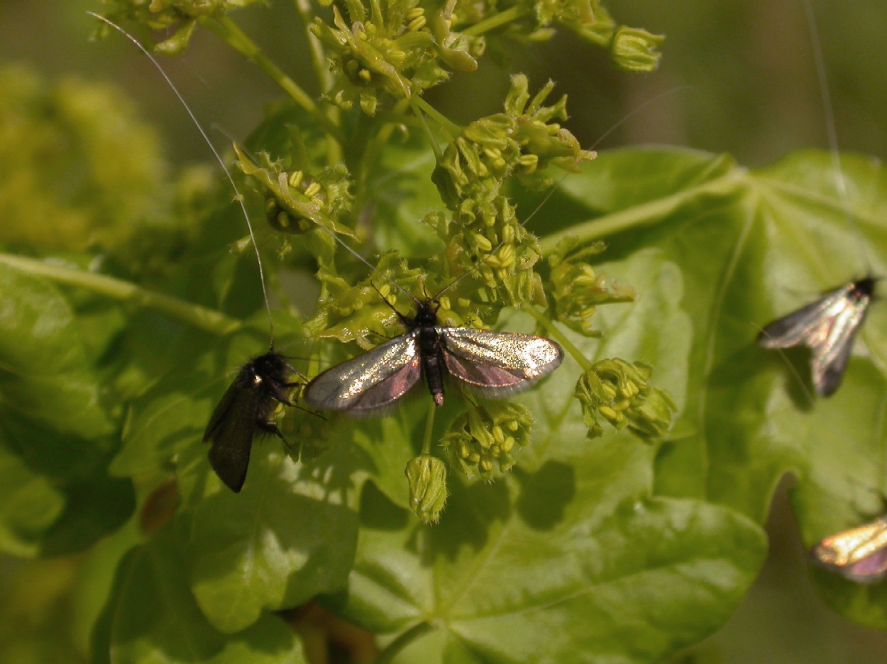 A micro-moth Adela reaumurella Copyright: Malcolm Riddler