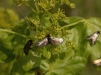 A micro-moth Adela reaumurella 