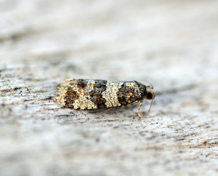 Isotrias rectifasciana Copyright: Ben Sale