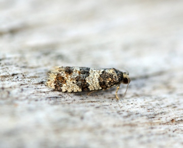 Isotrias rectifasciana Copyright: Ben Sale