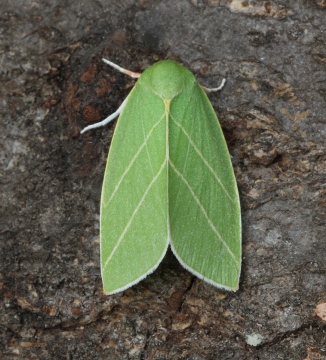 Scarce Silver-lines  Bena bicolorana 1 Copyright: Graham Ekins