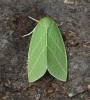 Scarce Silver-lines  Bena bicolorana 1 Copyright: Graham Ekins