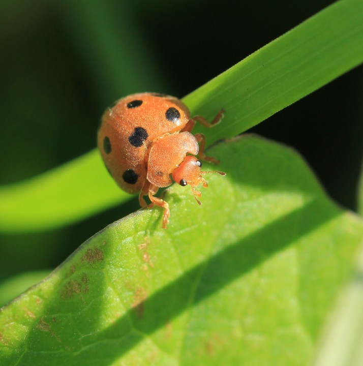 bryony ladybird Copyright: Yvonne Couch