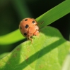 bryony ladybird