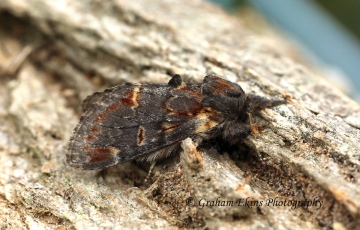 Notodonta dromedarius   Iron Prominent Copyright: Graham Ekins