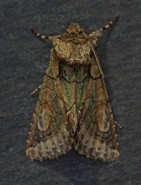 Green Brindled Crescent  Allophyes oxyacanthae Copyright: Graham Ekins