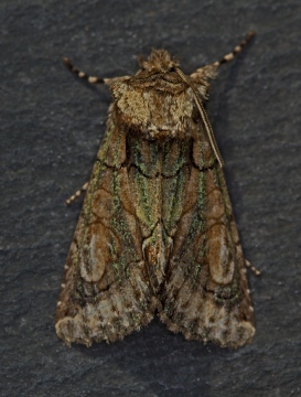 Green Brindled Crescent  Allophyes oxyacanthae Copyright: Graham Ekins