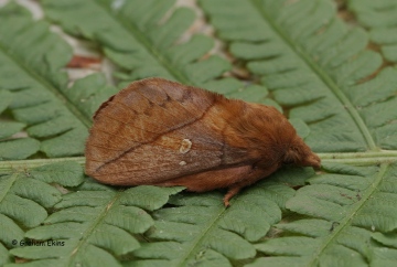 Euthrix potatoria 5 Copyright: Graham Ekins