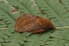 Euthrix potatoria 5