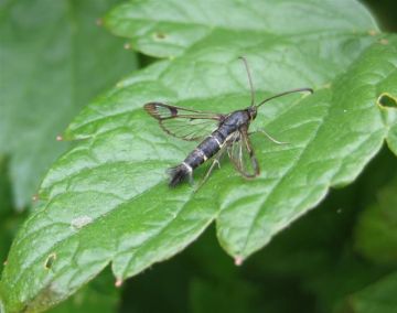 Currant Clearwing. Copyright: Stephen Rolls