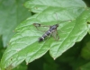 Currant Clearwing. Copyright: Stephen Rolls