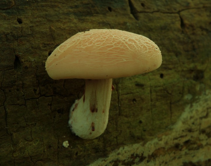 Wrinkled Peach Fungus - 29th September 2013 Copyright: Ian Rowing