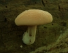 Wrinkled Peach Fungus - 29th September 2013 