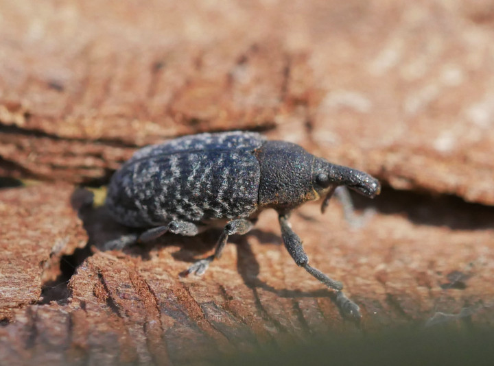 Larinus carlinae under elm bark Copyright: Roger Payne