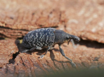 Larinus carlinae under elm bark Copyright: Roger Payne