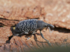 Larinus carlinae under elm bark