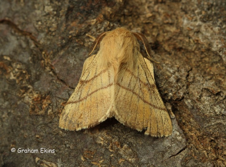 Lackey Malacosoma neustria Copyright: Graham Ekins