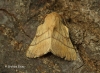 Lackey Malacosoma neustria