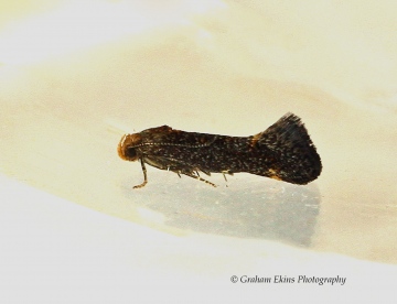 Apodia bifractella 2 Copyright: Graham Ekins