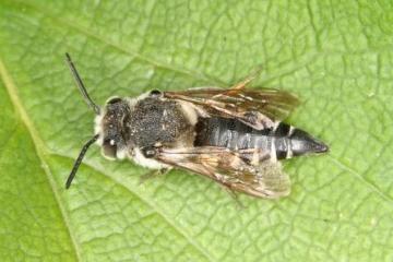 Coelioxys conoidea Copyright: Peter Harvey