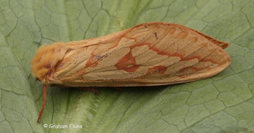 Ghost Moth Hepialus humuli 1 Copyright: Graham Ekins