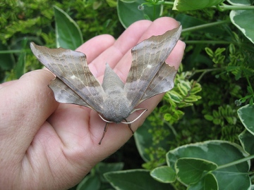 Poplar Hawk-Moth 2. Copyright: Stephen Rolls