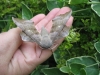 Poplar Hawk-Moth 2. Copyright: Stephen Rolls