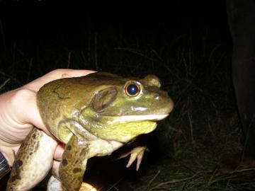 Male bullfrog Copyright: J Cranfield 2007