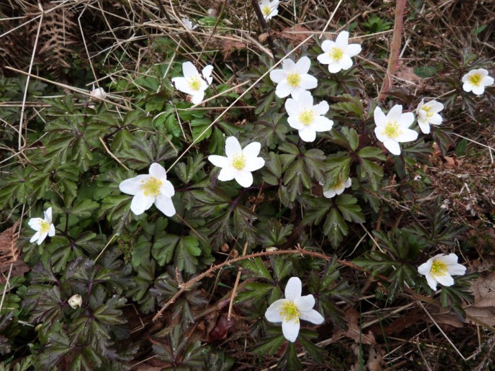 Wood Anemones 2 Copyright: Graham Smith