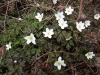 Wood Anemones 2 