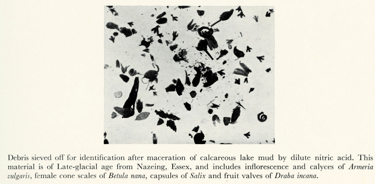 Plant Debris Nazeing Late Glacial Copyright: H Godwin 1956