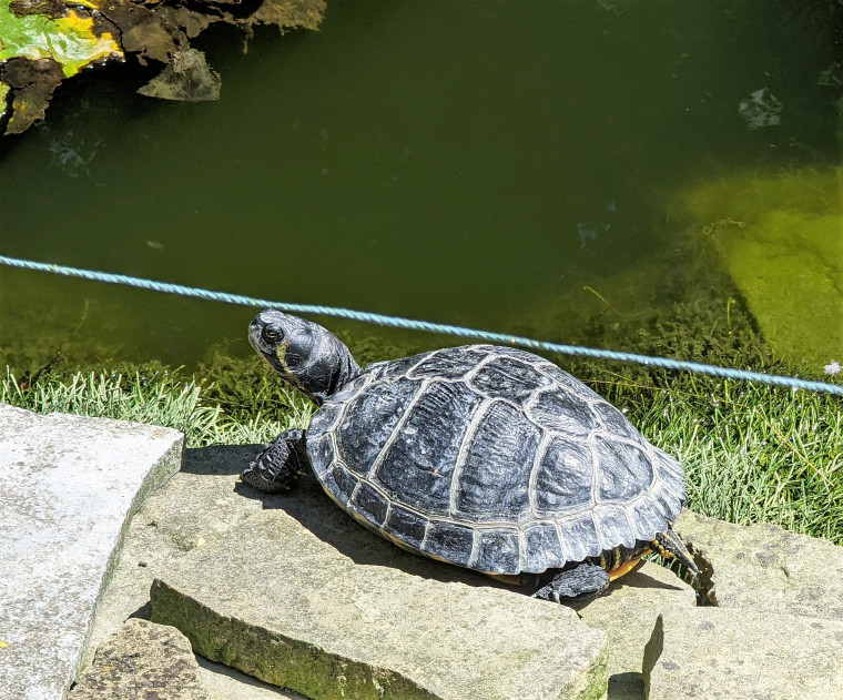 Wendens Ambo The Bell Lake Terrapin Sunbathing 7 August 2022 Copyright: William George