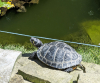 Wendens Ambo The Bell Lake Terrapin Sunbathing 7 August 2022