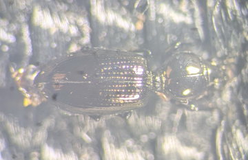 Dyschirius tristis Copyright: Robert Smith