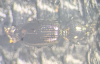 Dyschirius tristis